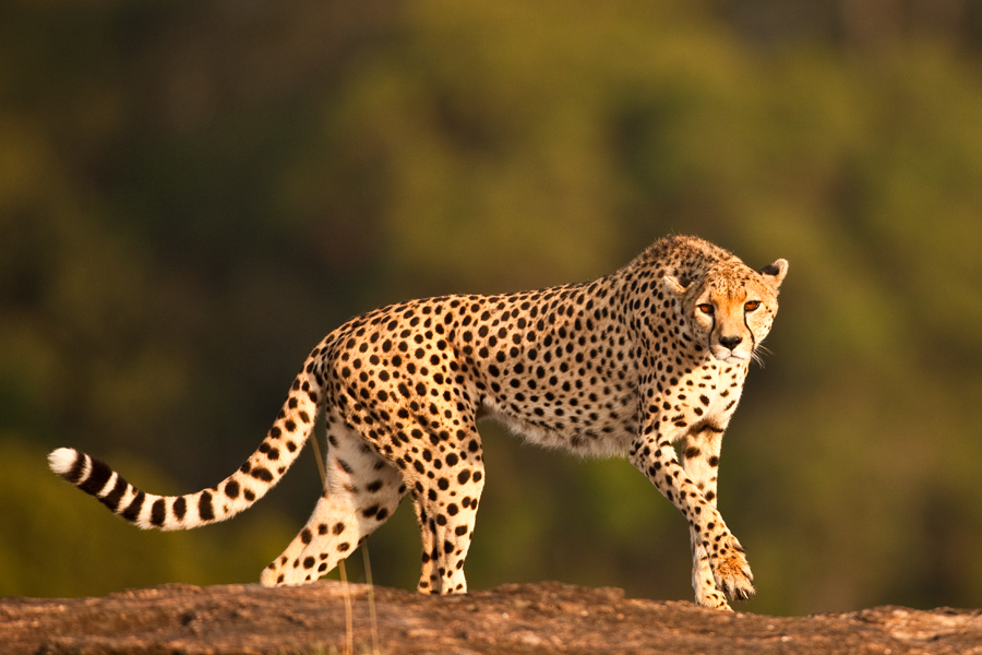 cheetah