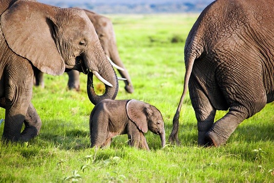 babieelephant